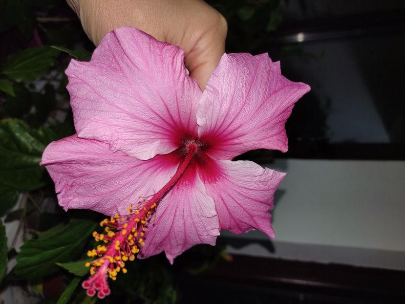  - Hibiscus 6