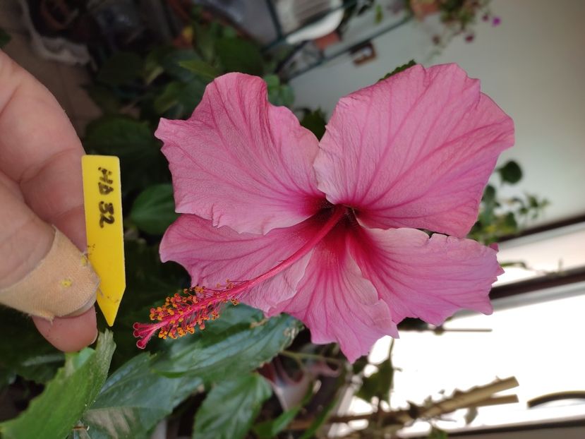  - Hibiscus 6