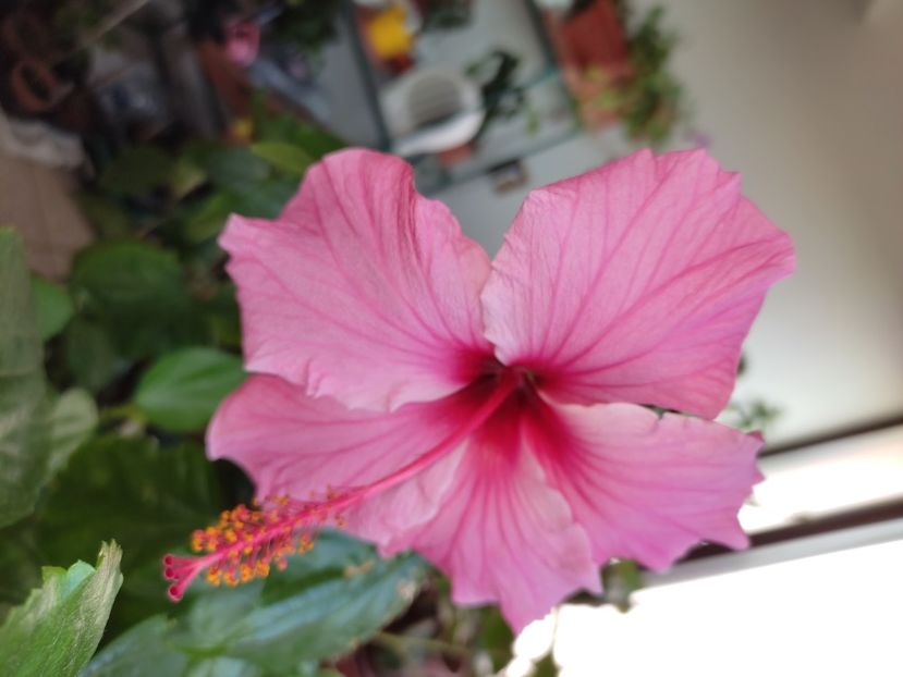  - Hibiscus 6