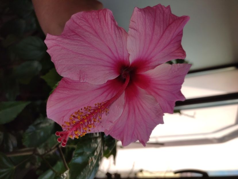  - Hibiscus 6