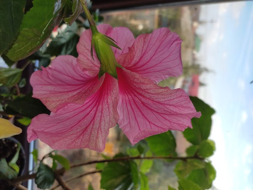  - Hibiscus 6