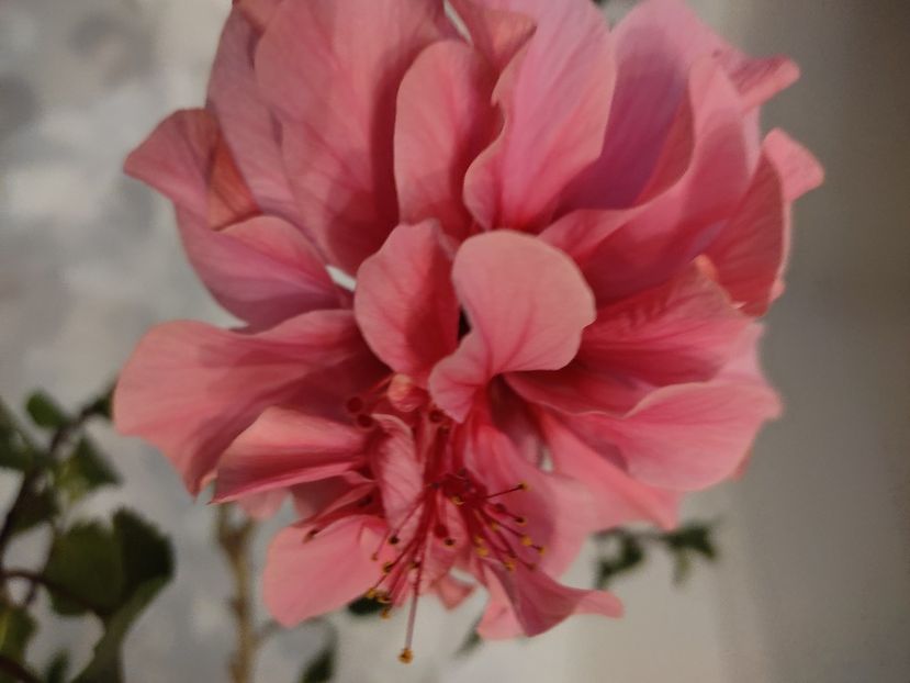  - Hibiscus 6