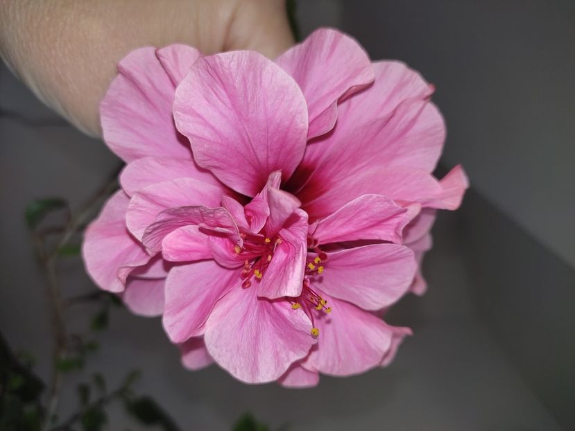  - Hibiscus 6