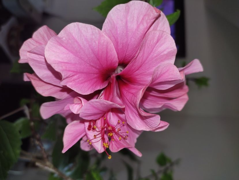  - Hibiscus 6