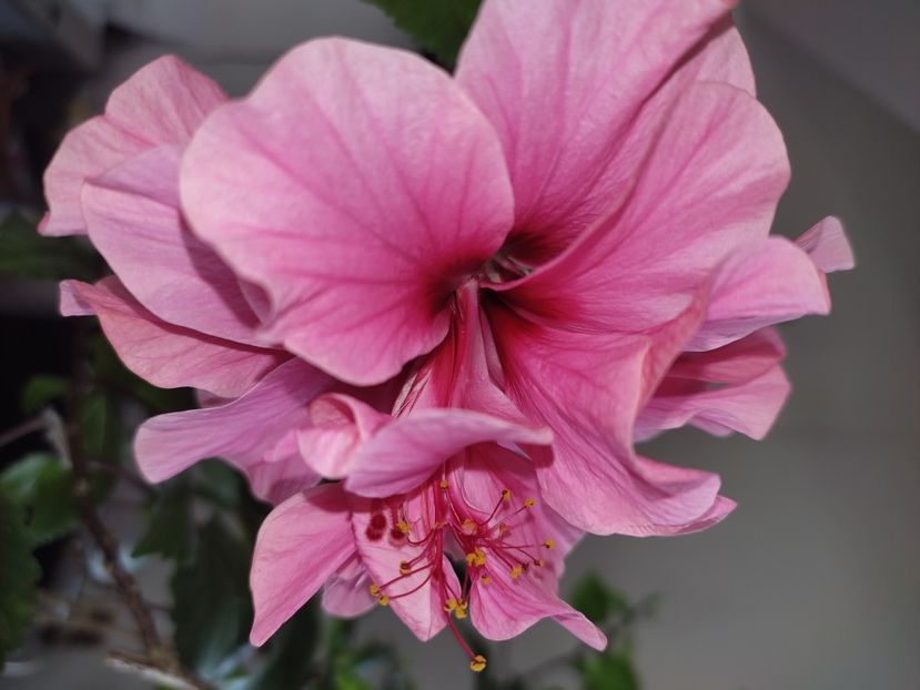 - Hibiscus 6