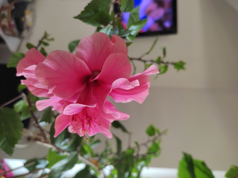  - Hibiscus 6