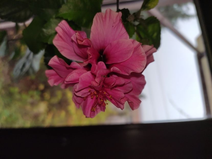  - Hibiscus 6