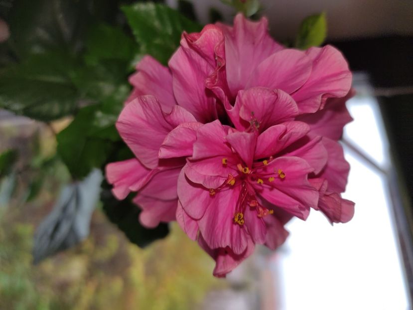  - Hibiscus 6