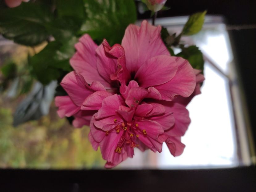  - Hibiscus 6