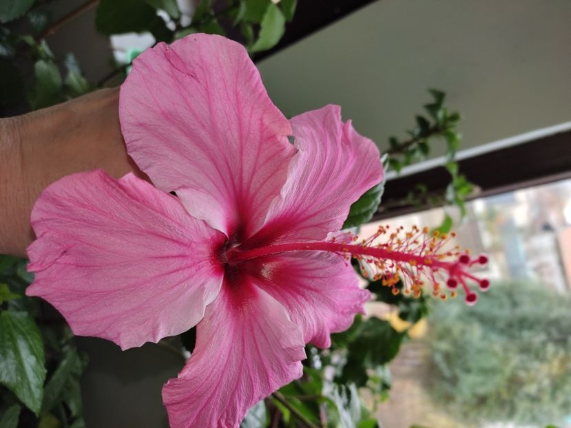  - Hibiscus 6