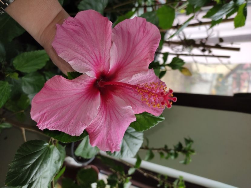  - Hibiscus 6