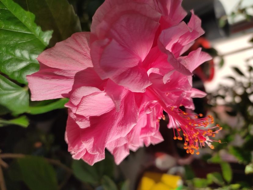  - Hibiscus 6