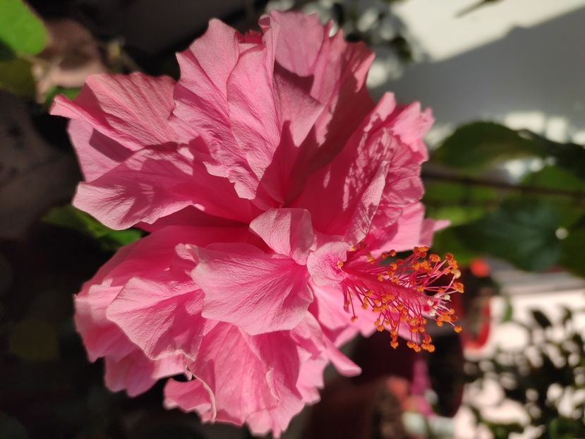  - Hibiscus 6