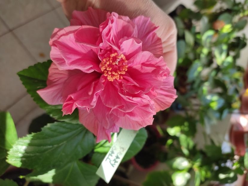  - Hibiscus 6