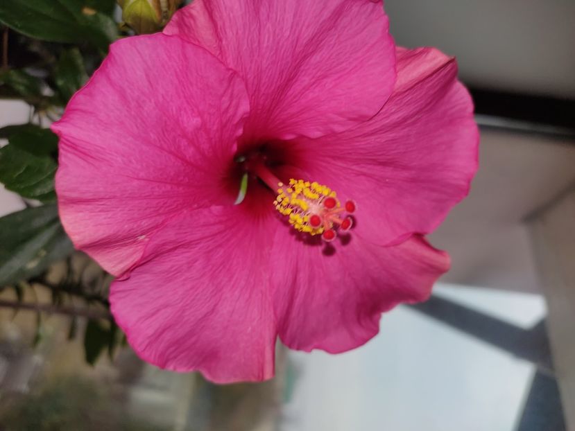  - Hibiscus 6