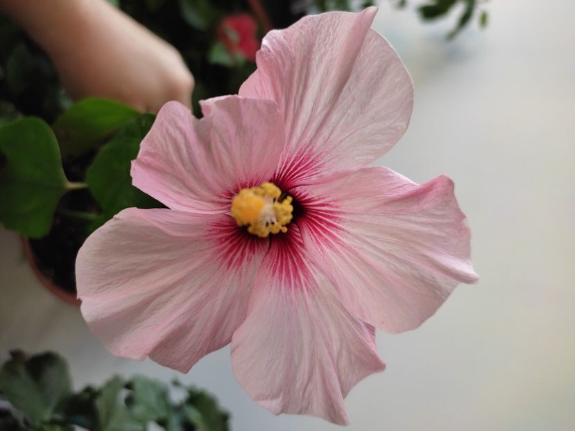  - Hibiscus 6