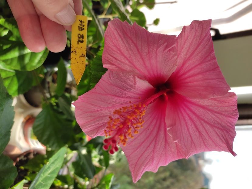  - Hibiscus 6