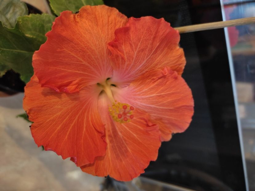  - Hibiscus 6