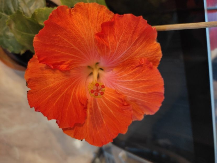  - Hibiscus 6