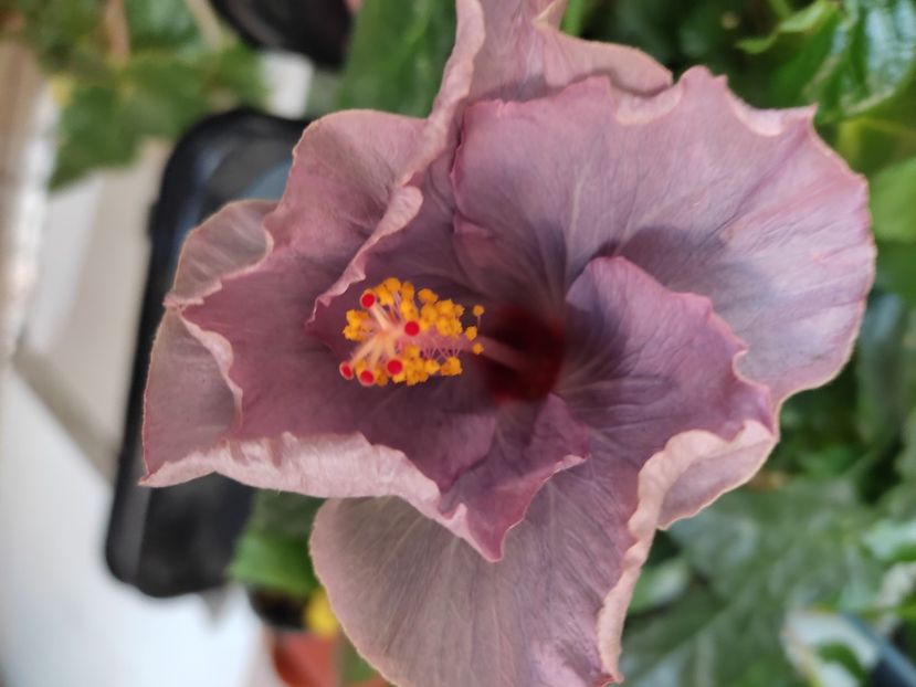  - Hibiscus 6