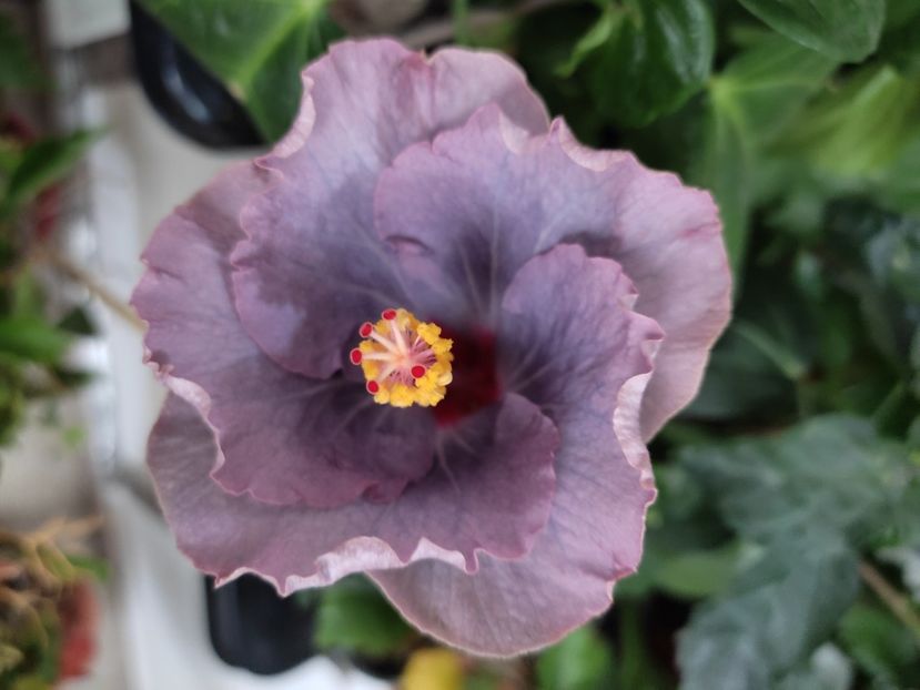  - Hibiscus 6