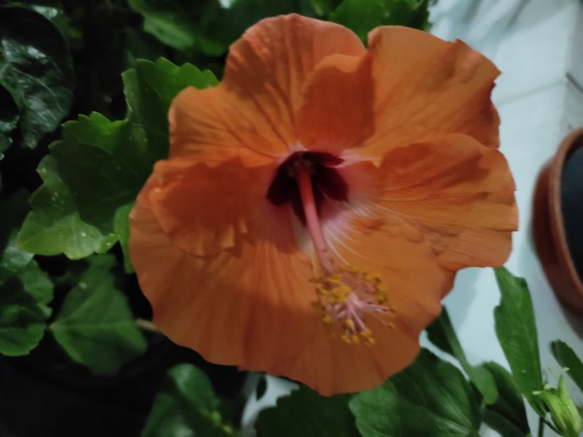  - Hibiscus 6