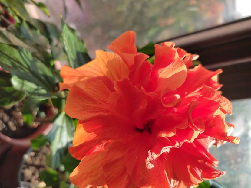  - Hibiscus 6