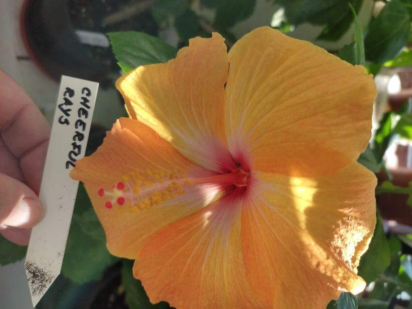  - Hibiscus 6