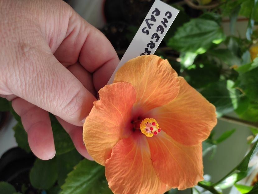  - Hibiscus 6