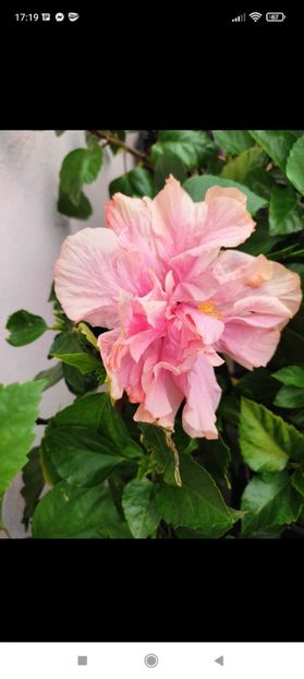 Screenshot_2021-10-22-17-19-28-383_com.facebook.orca - Hibiscus 6