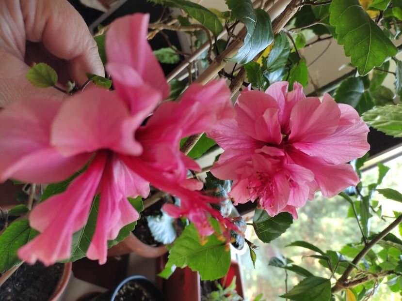  - Hibiscus 6