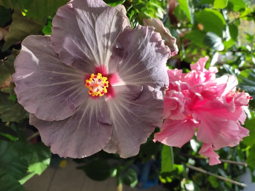  - Hibiscus 6