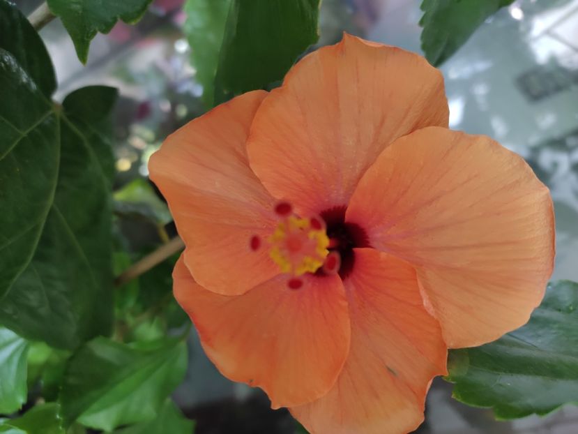  - Hibiscus 6