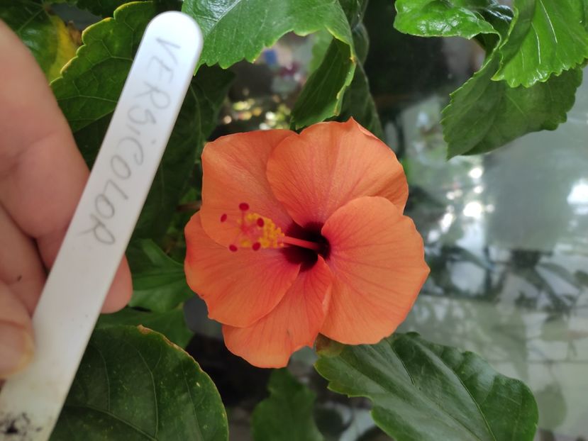  - Hibiscus 6
