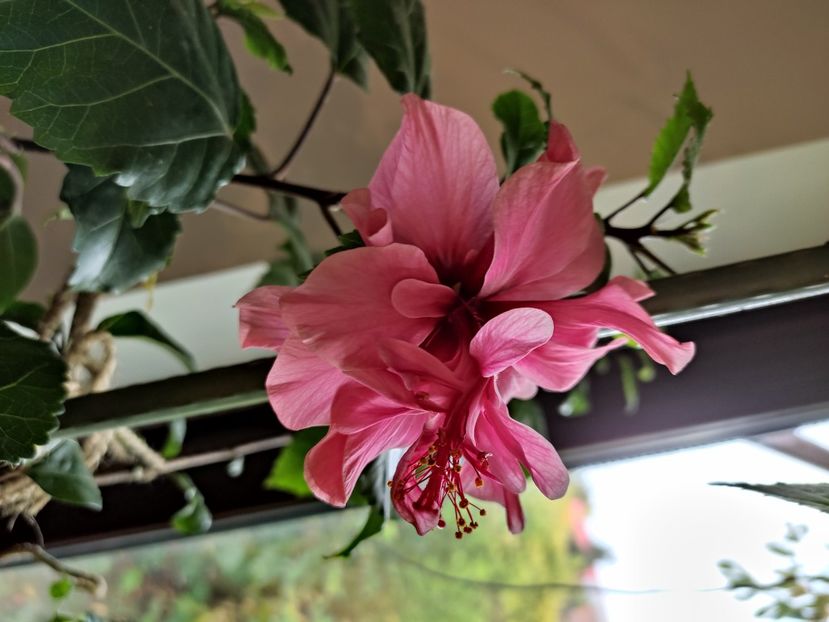  - Hibiscus 6