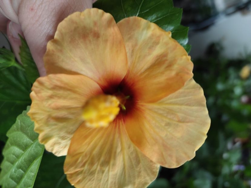  - Hibiscus 6