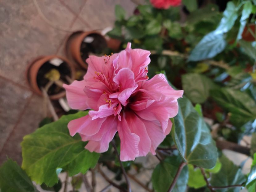  - Hibiscus 6