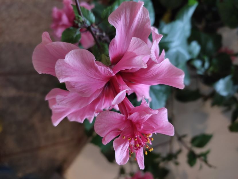  - Hibiscus 6