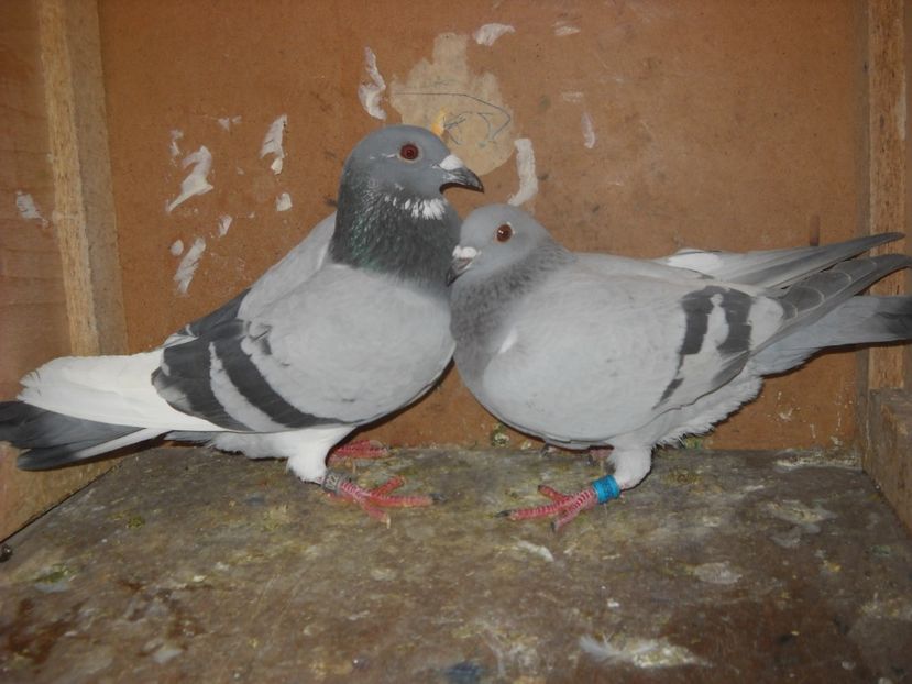  - PORUMBEI VANDUTI 2