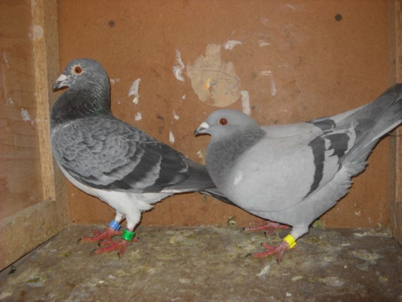  - PORUMBEI VANDUTI 2