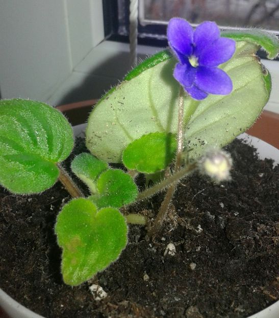 20220108_093717-1 - 2022 - Violete - Oxalis - Kalanchoe
