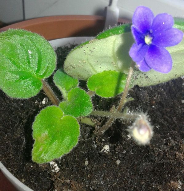 20220108_093725-1 - 2022 - Violete - Oxalis - Kalanchoe