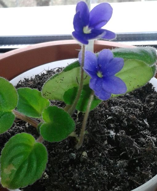 20220117_135903-1-1 - 2022 - Violete - Oxalis - Kalanchoe