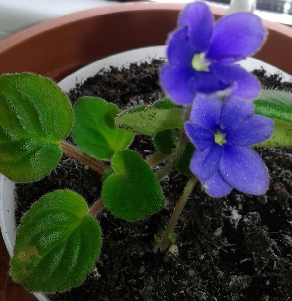 20220117_135909-1 - 2022 - Violete - Oxalis - Kalanchoe