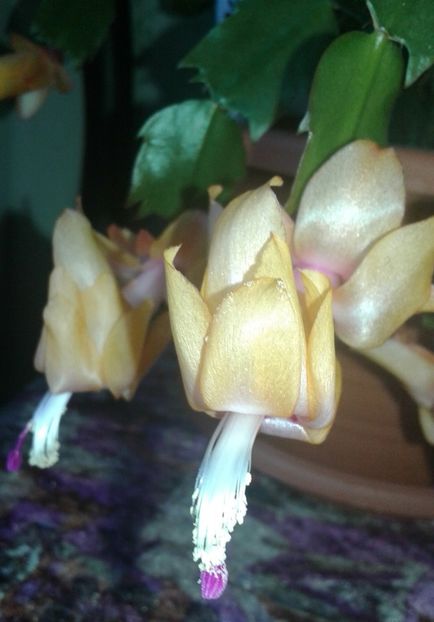 20211120_112301-1 - 2021- Schlumbergera