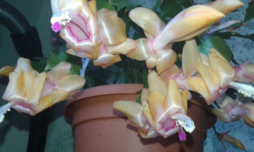  - 2021- Schlumbergera