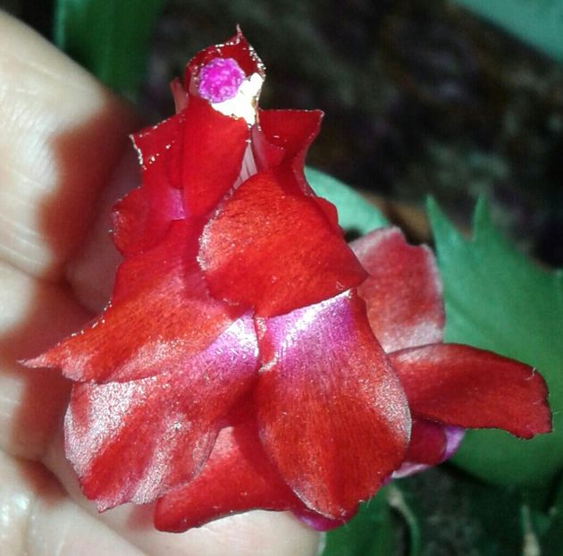 20211126_084317-1-1 - 2021- Schlumbergera