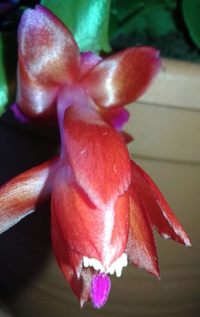 20211126_084348-1 - 2021- Schlumbergera