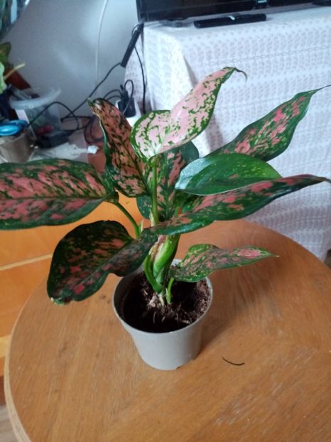 Agl. Spoted.75 lei. - Aglaonema- varietati