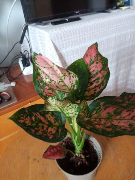  - Aglaonema- varietati